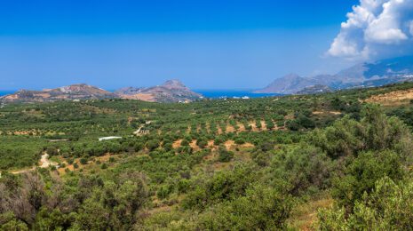 The Hellenic Initiative | Plant A Tree In Greece | Send a message of hope for our future