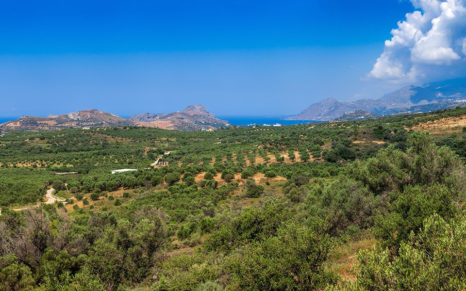 The Hellenic Initiative | Plant A Tree In Greece | Send a message of hope for our future